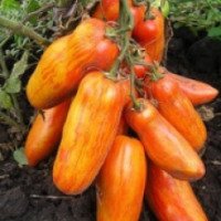 Семена томата "Семена НК" Перцевидный полосатый
