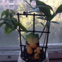 Комнатное растение "Лимонелла"