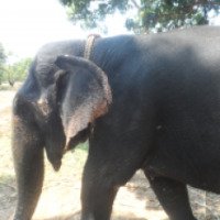 Катание на слонах (Индия, Гоа)