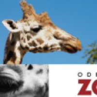 Зоопарк в г. Оденсе (Дания)