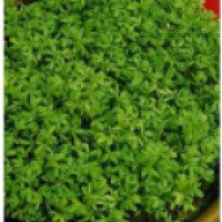 Семена Удачные семена "Кресс-салат весенний"