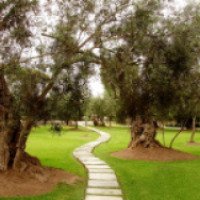Оливковый парк 