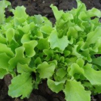 Семена салата Агрофирма-Элитсортсемена Одесский кучерявец