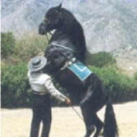 Шоу танцы на лошади "Ritmo a caballo" ( Испания, Андалузия, Торремолинос)