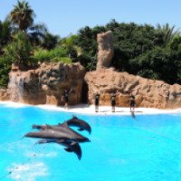 Шоу с дельфинами в Лоро Парке 
