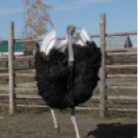 Страусинная ферма "Тюменский страус" 
