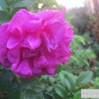 Садовый цветок "Роза Ругоза"