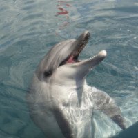 Дельфинарий Onmega Dolphin Therapy & Activity Center (Турция, Мармарис)