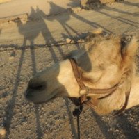 Катание на верблюдах (Израиль)