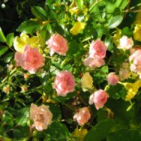 Семена Евросемена Почвопокровная роза "Фейри"