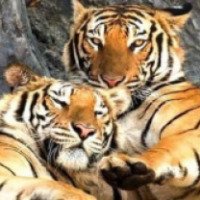 Самуйский аквариум и зоопарк тигров (Таиланд, о. Самуи)