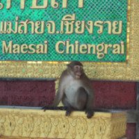 Парк обезьян Wadthampla (Таиланд, Месай)