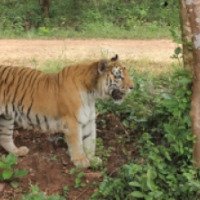 Экскурсия "Природа Карнатаки: водопад Джог Фолс, тигровый заповедник, слоновий питомник" 