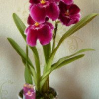 Комнатный цветок орхидея "Мильтония"