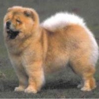Собака породы "Чау-Чау"