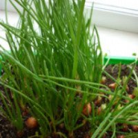 Как вырастить дома зеленый лук