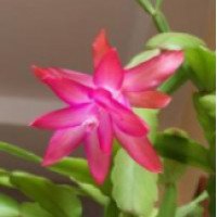 Комнатный цветок Шлюмбергера усеченная (Декабрист)