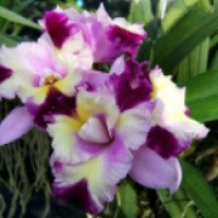 Ферма орхидей (Тайланд, Пхукет)
