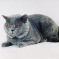 Порода кошек "Британская короткошерстная"