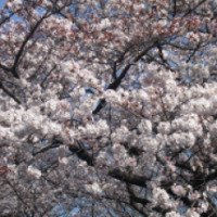 Праздник цветения сакуры "О-ханами" (Япония)