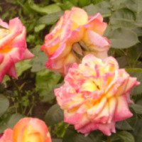 Садовое растение Роза "Восточный экспресс"