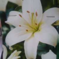 Луковицы цветов Петрофлора Лилия Азиатская