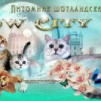 Питомник шотландских кошек "Snow City" (Россия, Санкт-Петербург)