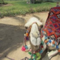 Катание на верблюде (Египет, Хургада)