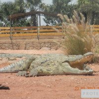 Парк Crocopark (Марокко, Агадир)