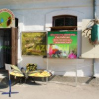Выставка насекомых (Крым, Феодосия)