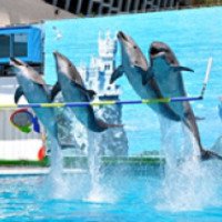 Ливадийский дельфинарий (Крым, Ялта)