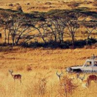 Сафари в Кении