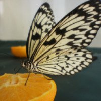 Выставка живых тропических бабочек (Россия, Подольск)