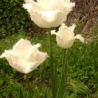Тюльпан бахромчатый Ханимун