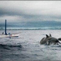 Дельфины Ловины (Индонезия, о.Бали)