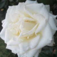 Розы сорта "Маруся"