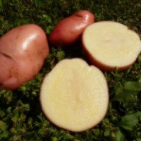 Семена картофеля Помидом "Сарпо мира"
