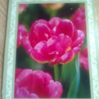 Луковицы цветов тюльпаны "Tulipa L. Up Star" Florina Time