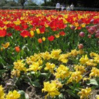Выставка тюльпанов в Никитском Ботаническом саду (Крым, Ялта)
