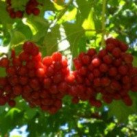 Сушеные ягоды Фарм-продукт "Калина лекарственная,"