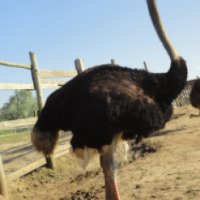 Экскурсия на страусиную ферму (Беларусь, Кобрин)