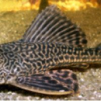 Аквариумная рыбка сом Плекостомус