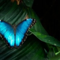Выставка тропических бабочек (Белоруссия, Гомель)
