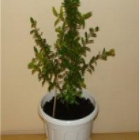 Комнатное растение Гранат-нана (карликовый)