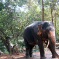 Экскурсия к водопадам и купание со слоном (Индия, Северный Гоа)