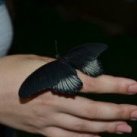 Выставка живых бабочек (Крым, Феодосия)
