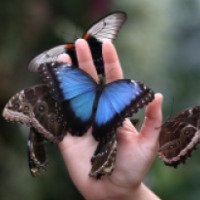 Выставка экзотических бабочек (Россия, Пыть-Ях)