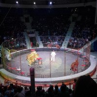 Цирковое шоу "Император львиц" (Россия, Иркутск)