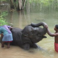 Экскурсия в центр реабилитации слонов 