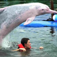Дельфинарий Pattaya Dolphin World and Resort (Тайланд, Паттайя)